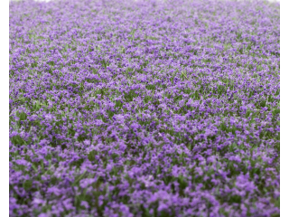 RTS Blütenbüschel Lavendel