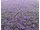 RTS Blütenbüschel Lavendel