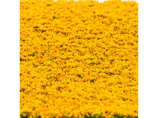 RTS Blütenbüschel Ringelblume