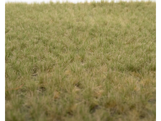 RTS Grasbüschel Frühherbst